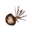 Mutagen Sample