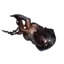 Neurodes